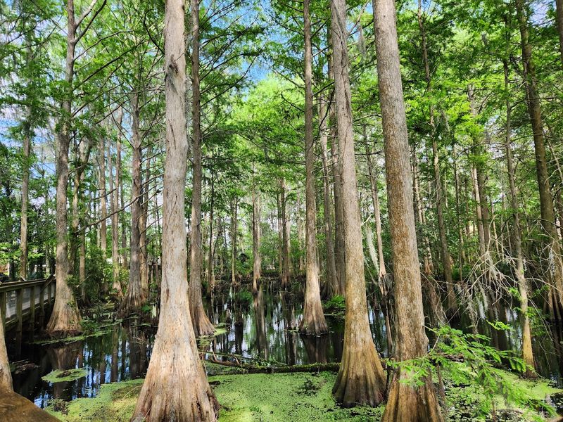 The Cypress Tree Canopy: Florida's Ancient Natural Cathedral