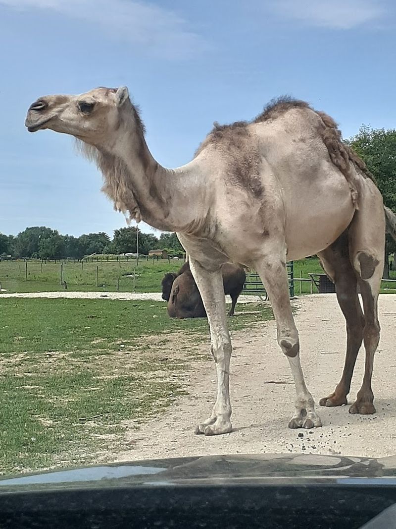 The Drive-Through Safari Experience