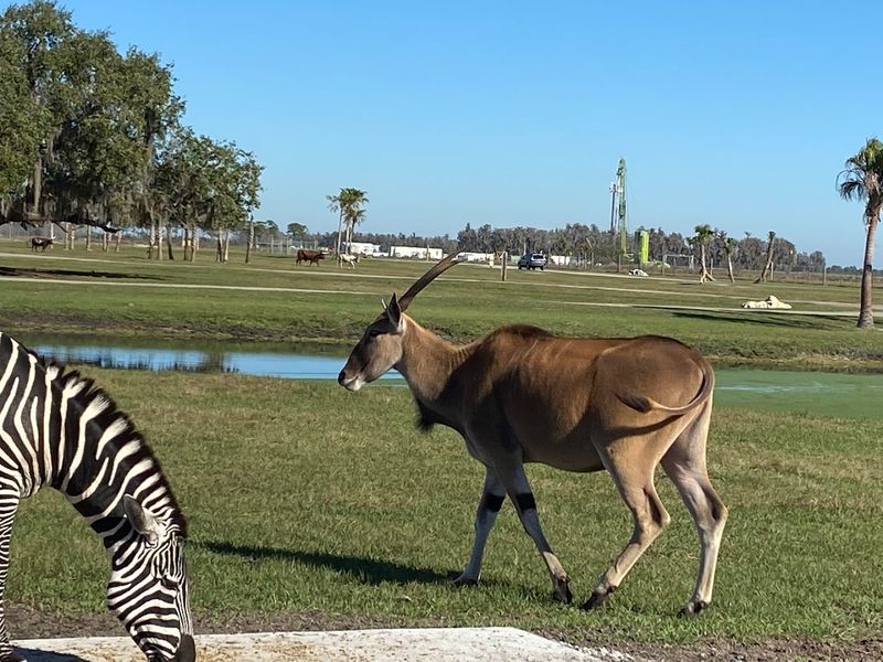 The Drive-Thru Safari as a Twilight Warm-Up Experience