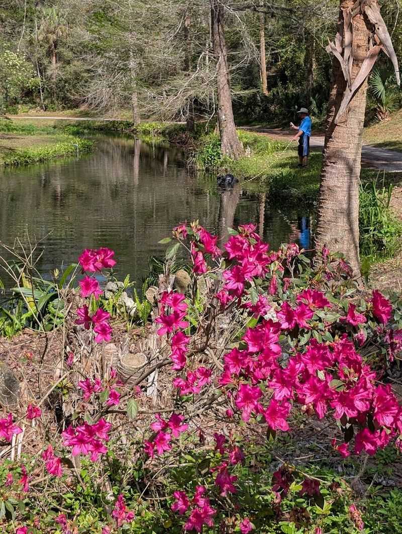 The Famous Azalea Trail That Bursts Into Color Every Spring