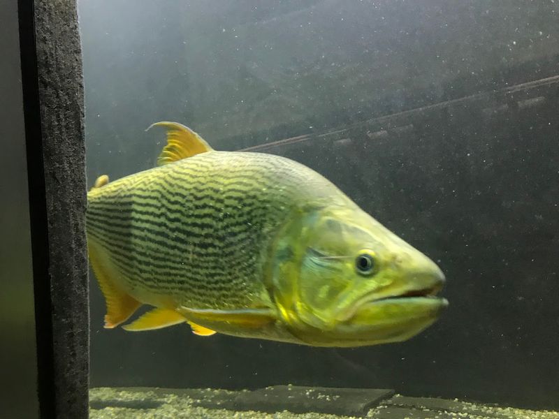 The Famous Gar Fish Collection You Cannot Miss