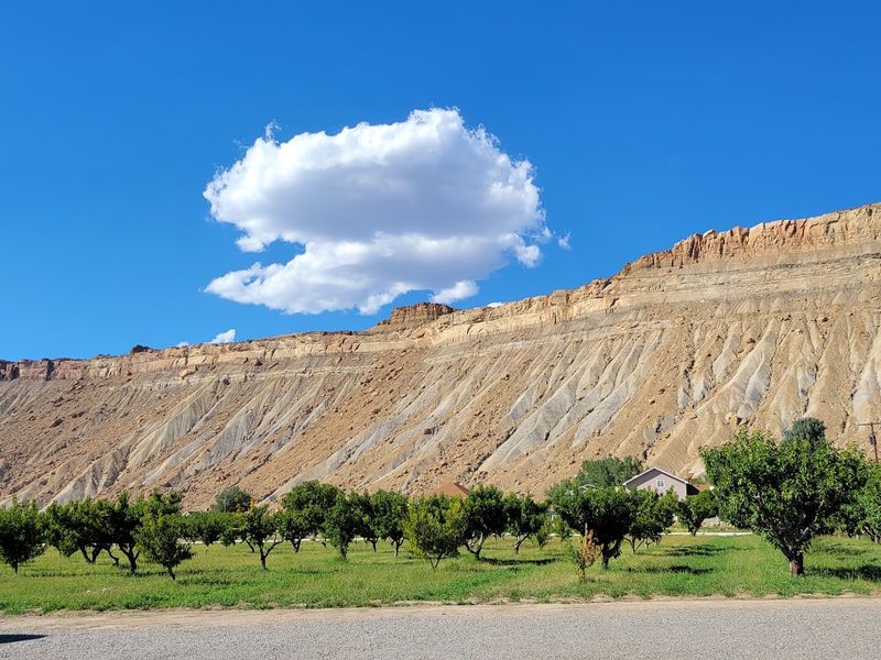 The Famous Palisade Peaches That Started It All