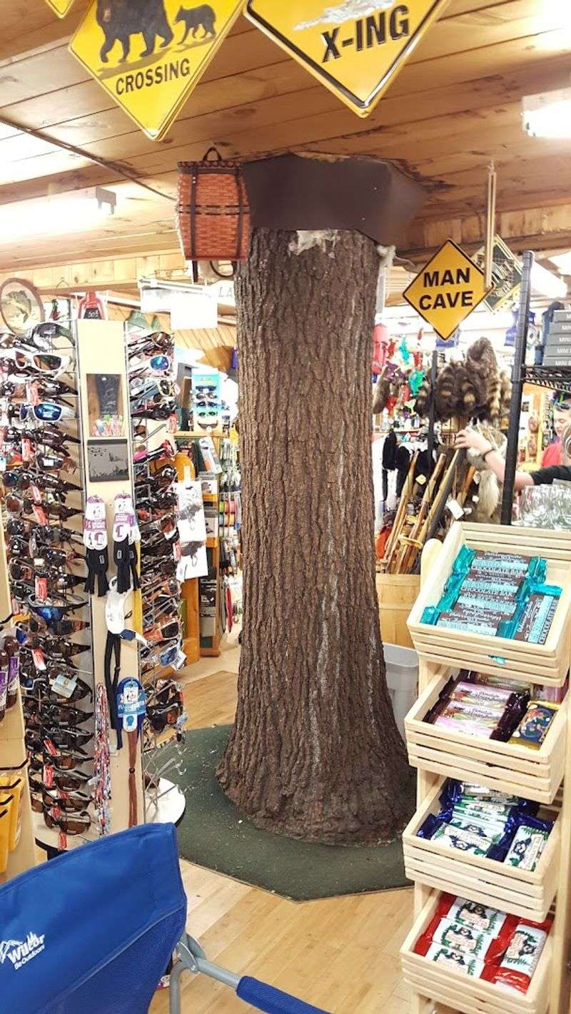 The Famous Tree Growing Right Through the Store