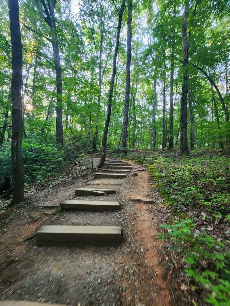 The Fern Trail - A Quiet Gem Most Hikers Skip