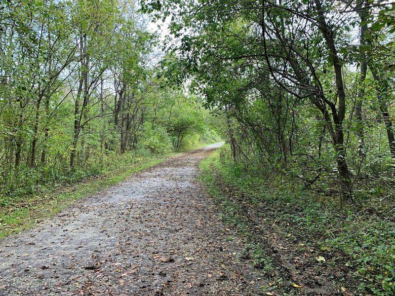 The Forested Trails: A Deeper Escape Into Nature The Forested Trails: A Deeper Escape Into Nature