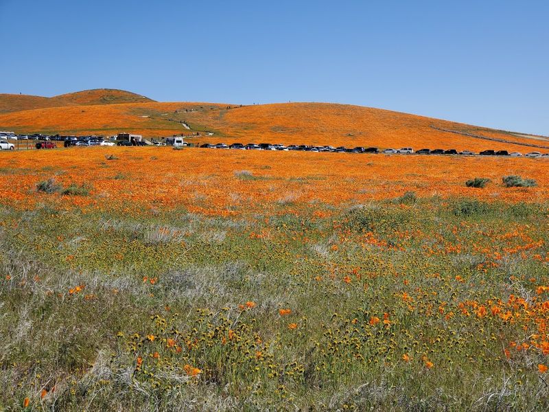 The Golden Poppy Bloom That Stops Traffic Every Spring The Golden Poppy Bloom That Stops Traffic Every Spring