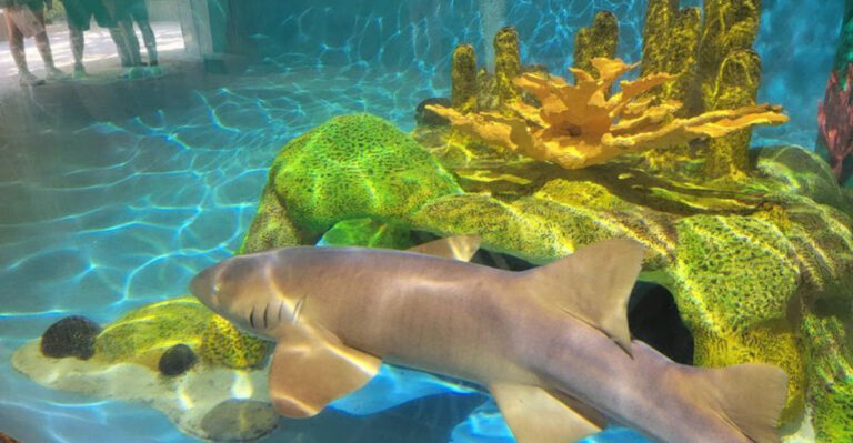 The Hidden Florida Aquarium Where You Can Get Up Close And Feed Nurse Sharks And Stingrays