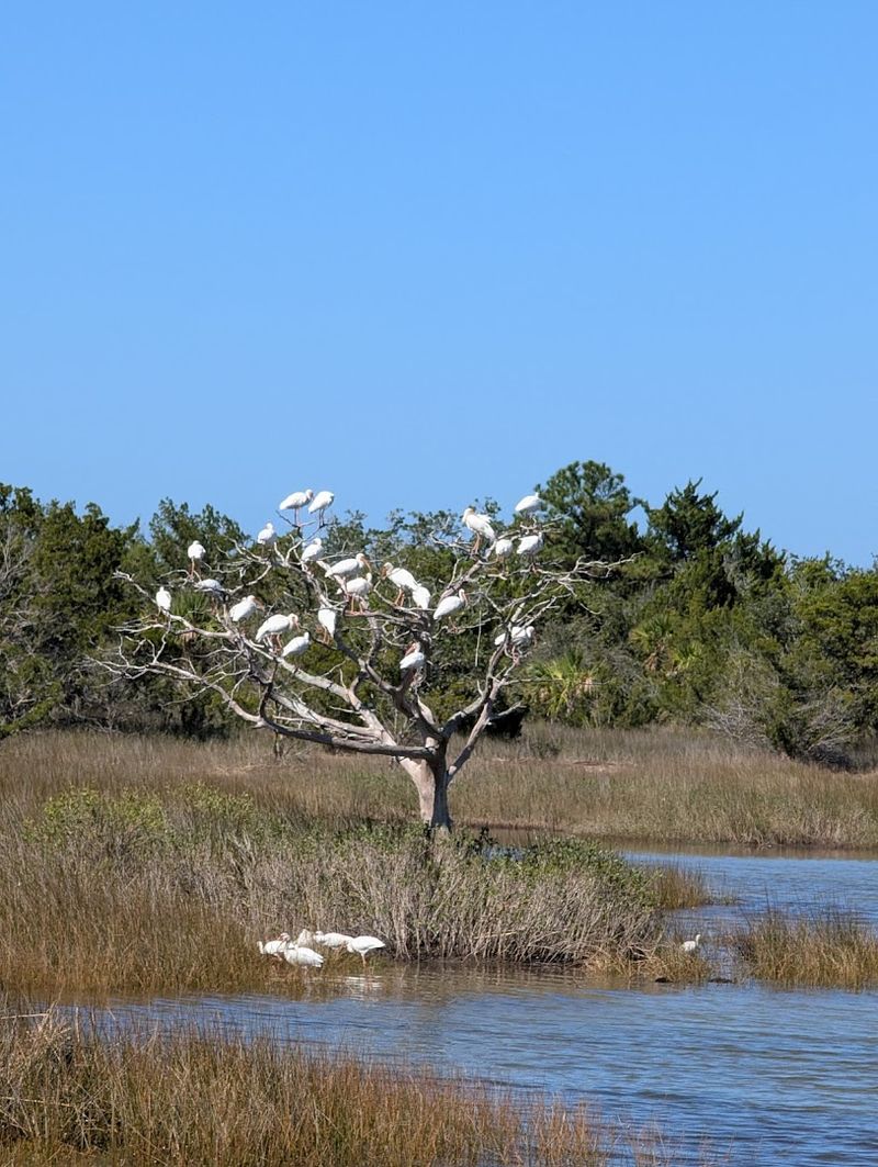 The Ibis Pond: A Birdwatcher's Dream Come True