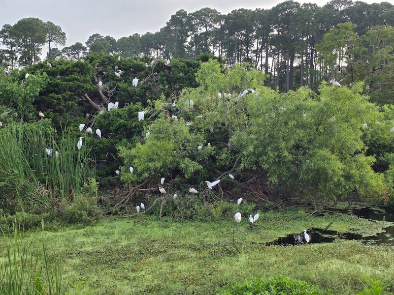 The Ibis Pond: A Birdwatcher's Dream Come True