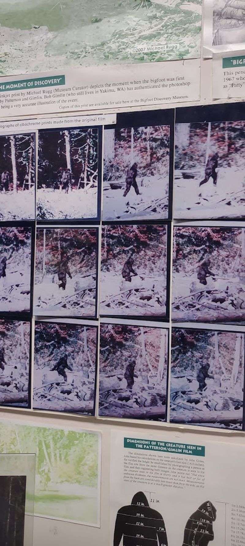 The Iconic 1967 Patterson-Gimlin Film on Repeat