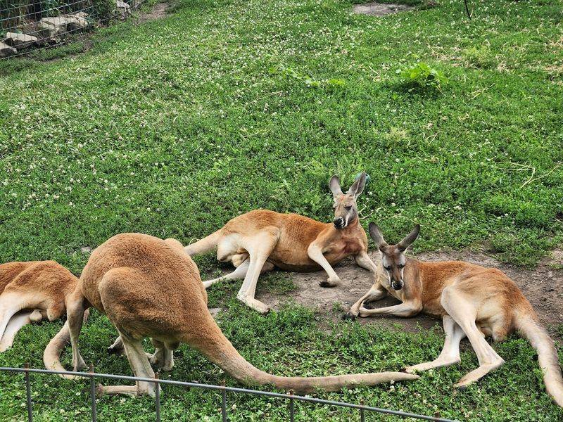 The Kangaroo Encounter Add-On