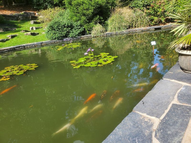 The Koi Pond Is Pure Therapy for the Soul