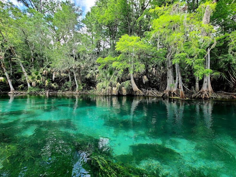 The Largest Artesian Spring System on Earth
