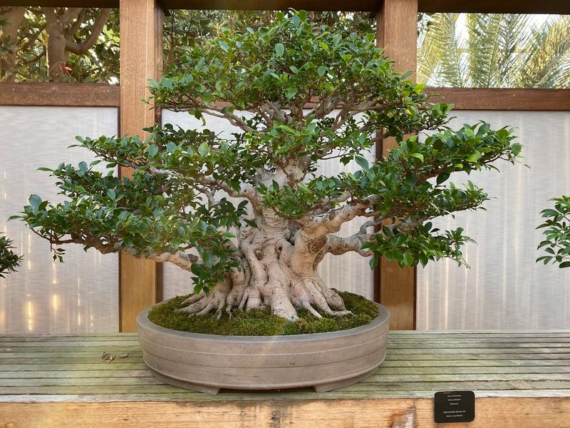 The Legendary Bonsai Garden With a 1,000-Year-Old Tree The Legendary Bonsai Garden With a 1,000-Year-Old Tree