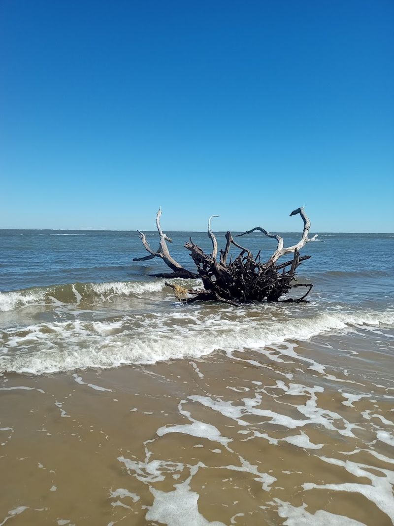 The Legendary Driftwood Sculptures That Define the Beach