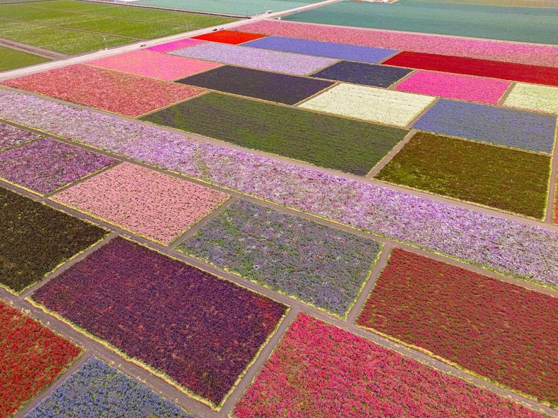 The Lompoc Valley Flower Festival Connection