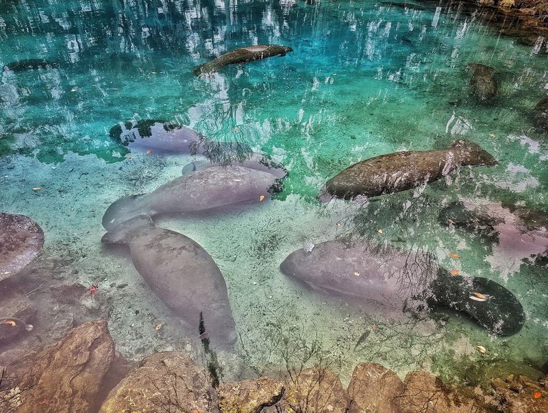 The Magic of Visiting During Manatee Season The Magic of Visiting During Manatee Season