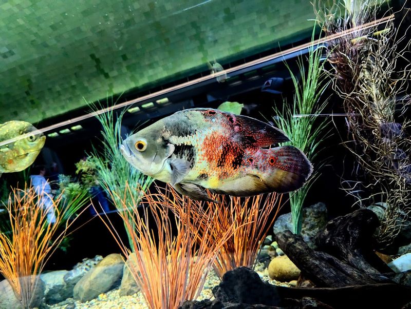 The Mantis Shrimp Exhibit That Leaves Visitors Speechless