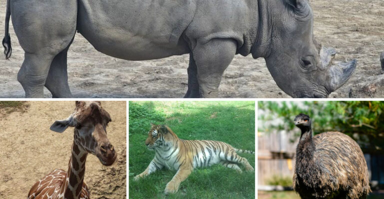 The Most Underrated Zoo In Illinois Is Home To Some Truly Incredible Endangered Animals