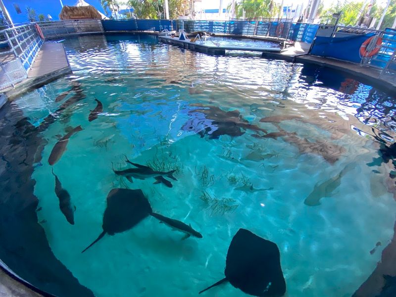The Multi-Level Shark Tank The Multi-Level Shark Tank