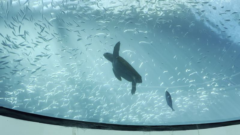 The Overhead Aquarium Experience The Overhead Aquarium Experience