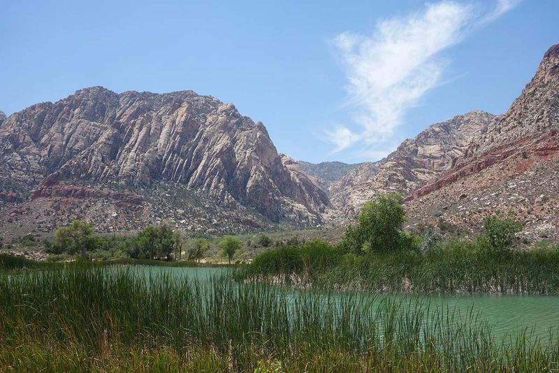 The Pahrump Poolfish: A Tiny Creature With a Big Story