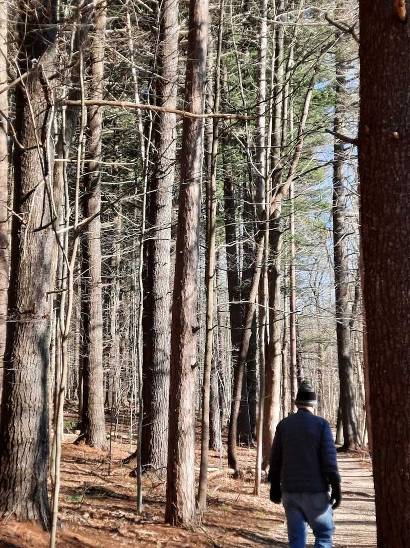 The Peaceful Pine and Evergreen Forest Atmosphere The Peaceful Pine and Evergreen Forest Atmosphere