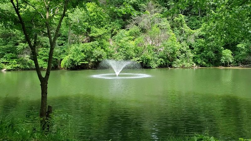 The Peaceful Pond at the Heart of the Park