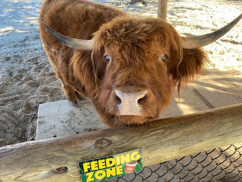 The Petting Zoo and Farm Animal Feeding Area