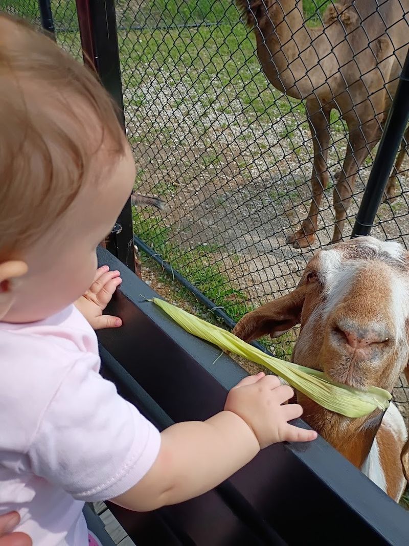 The Petting Zoo — Meet Friendly Animals Up Close