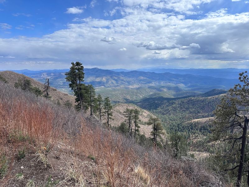 The Post-Wallow Fire Recovery and New Growth Beauty The Post-Wallow Fire Recovery and New Growth Beauty