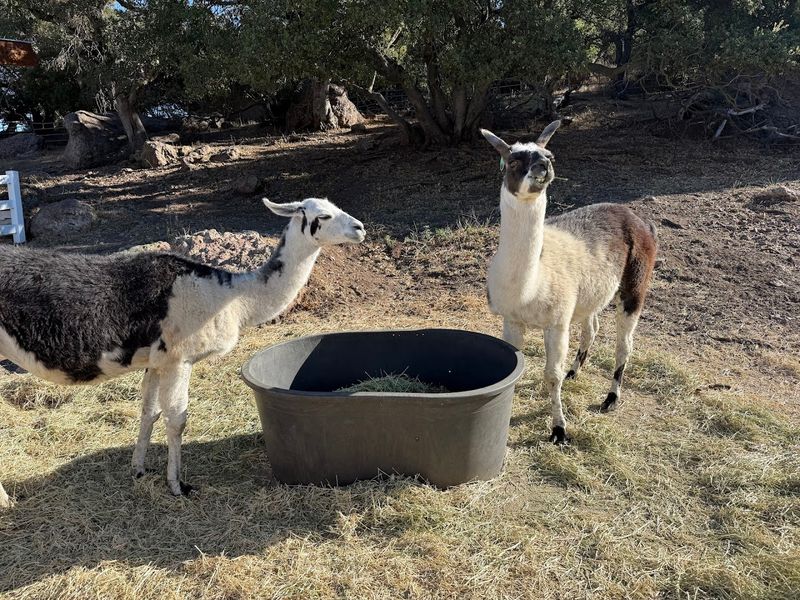 The Ranch Animals You Can Actually Feed