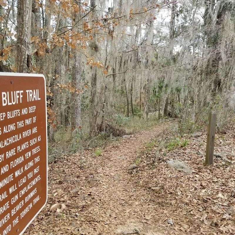 The Rare Torreya Tree You Won't Find Almost Anywhere Else The Rare Torreya Tree You Won't Find Almost Anywhere Else