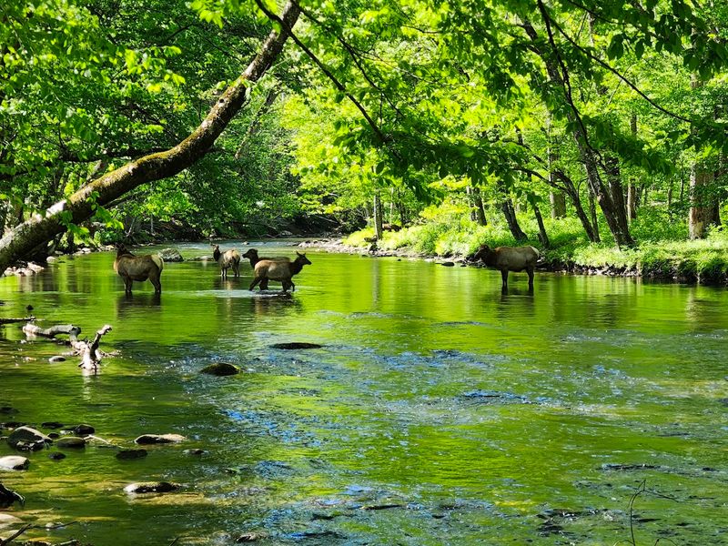 The River Walk: Scenic Trails Along the Oconaluftee