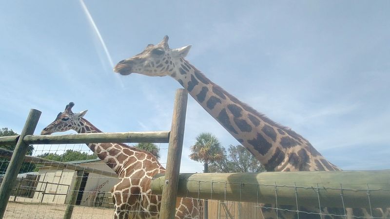 The Safari Train Ride Through the Preserve