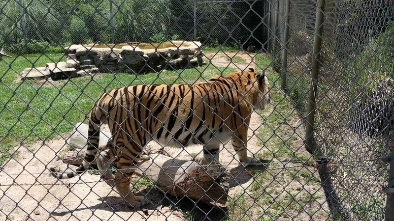The Safari Train Ride Through the Wildlife Preserve