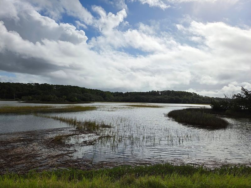 The Salt Marshes and Tidal Wetlands Up Close