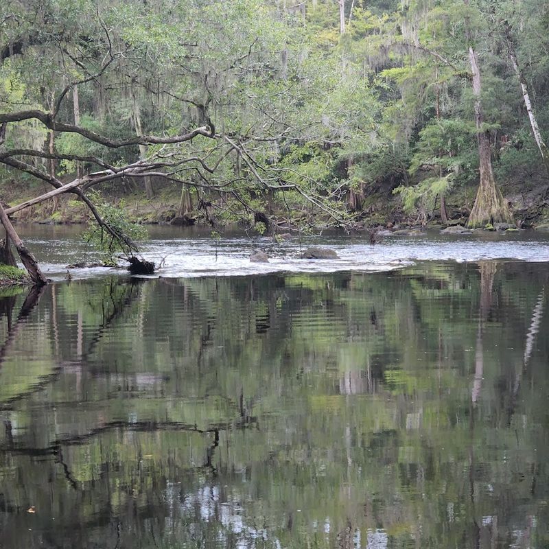 The Santa Fe River: Where the Water Pulls a Disappearing Act