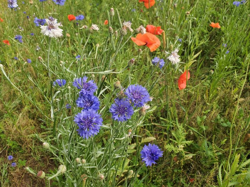 The Sounds and Scents of a Blooming Field
