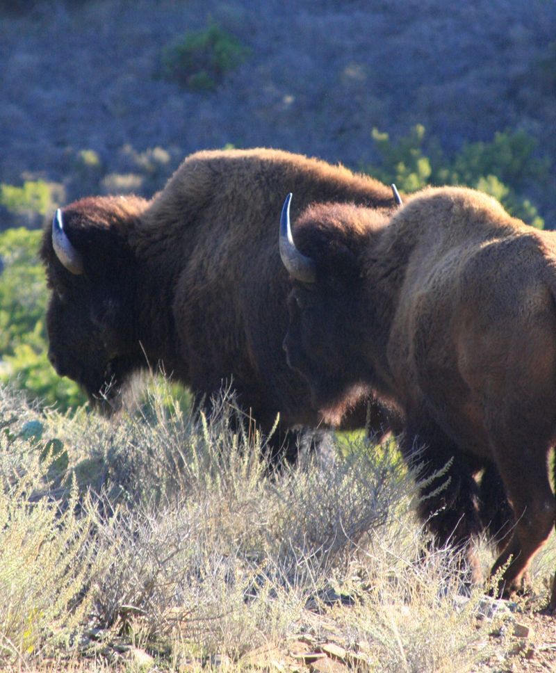 The Surprising Bison Herds of Catalina