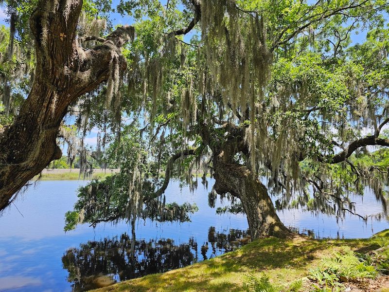 The Swamp Loop Trail
