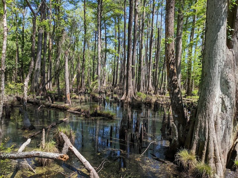 The Swamp Sanctuary Trail: A Must-Walk Experience