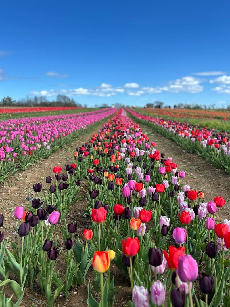 The Tulip Festival That Transforms the Farm Into a Painted Canvas