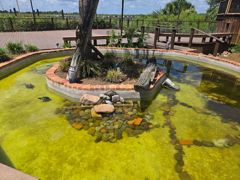 The Turtle Pond and Gator Sightings Add Free Entertainment