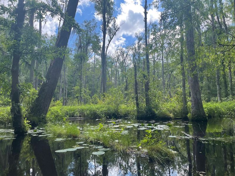 The Unique Landscape Where Two Ecosystems Meet