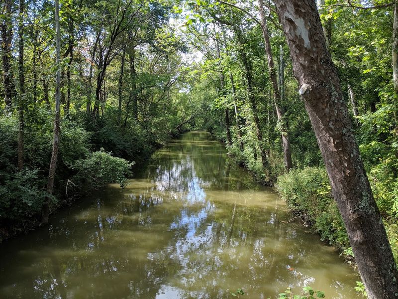 The Wetland Loop Trail: Where Nature Gets Wild The Wetland Loop Trail: Where Nature Gets Wild