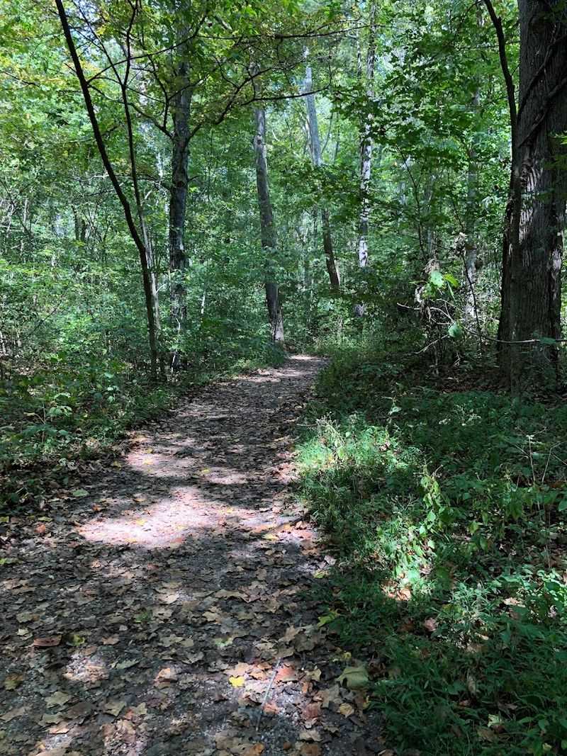 The Woodlands Trail Loop: An Elevated Perspective The Woodlands Trail Loop: An Elevated Perspective