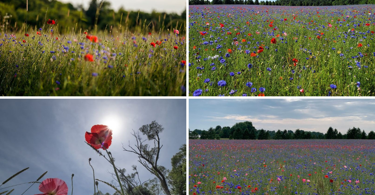 This Breathtaking Michigan Poppy Field Looks So Dreamlike Youll Think Youve Walked Into A Masterpiece