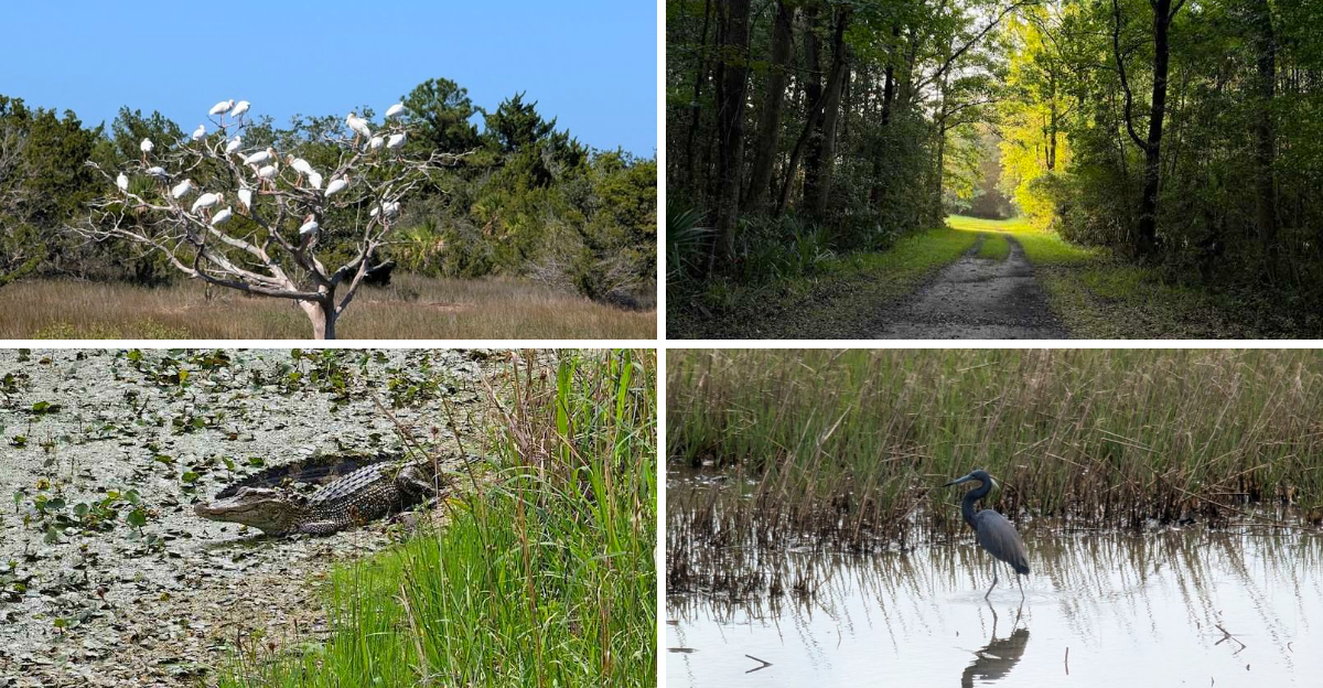 This Charming South Carolina Wildlife Refuge Remains Largely Undiscovered And Its Absolutely Beautiful