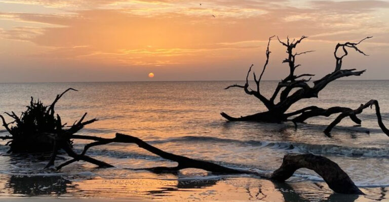 This Eerily Beautiful Georgia Beach Looks Like It Belongs In A Fantasy Film
